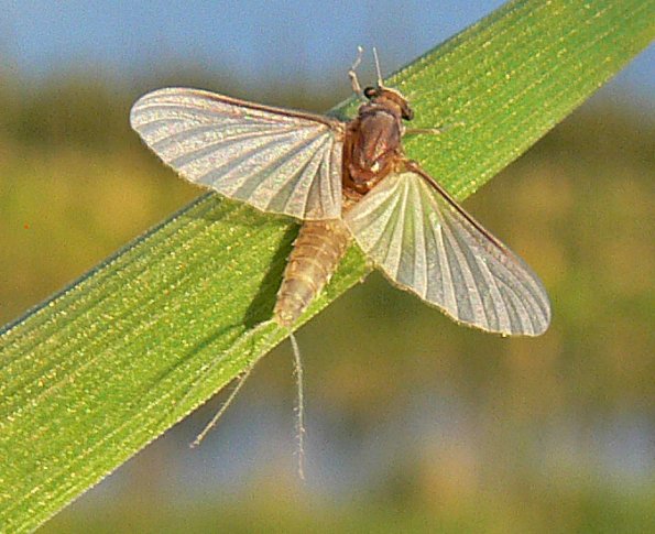 mayfly-subimago