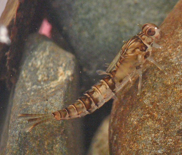 primitive-minnow-mayfly-larva