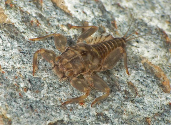 spiny-crawler-mayfly-larva