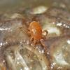 mites