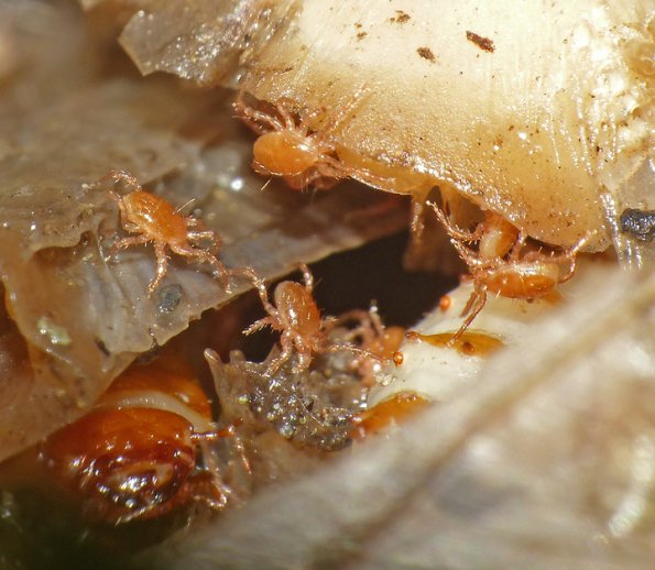 mites-poecilochirus-on-salmon-carcass-with-burying-beetle-larvae