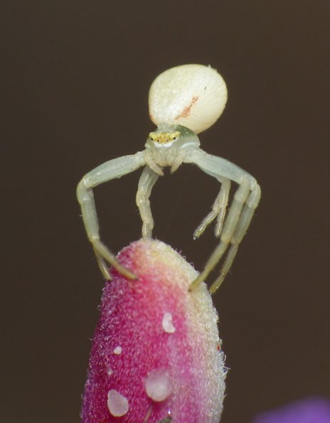 crab-spider-on-fireweed