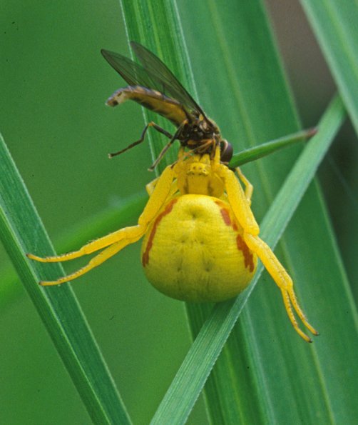 crab-spider-with-fly-juneau