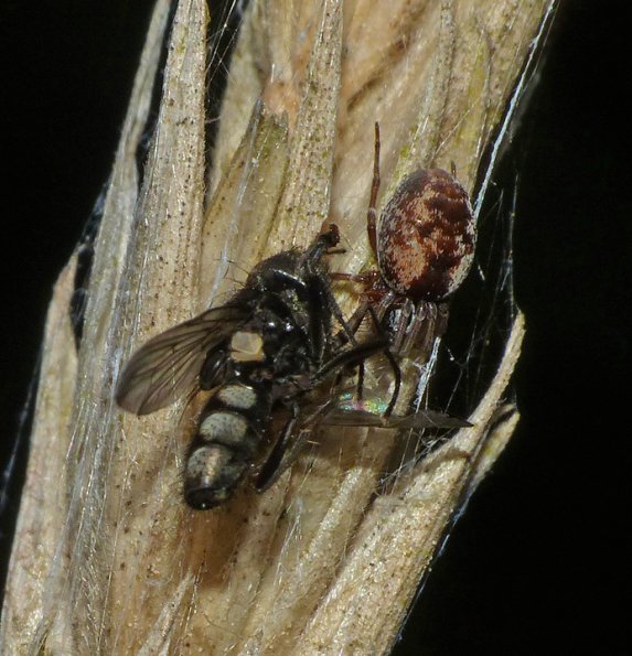 fly-with-possible-parasitic-fungus-called-entomophthora-muscae