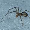 hammock-spider-pityohyphantes-on-the-snow-in-dec