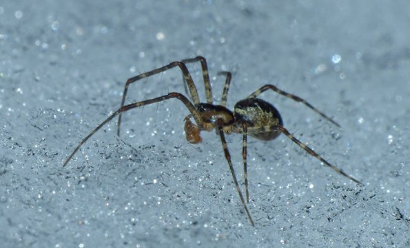 hammock-spider-pityohyphantes-on-the-snow-in-dec