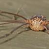 harvestman-front-view
