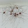 harvestmen-together