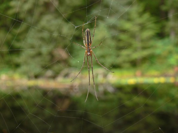 longjawed-spider-at-auke-lake-in-juneau