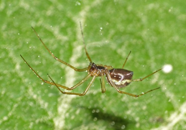 microlinyphia-dana-a-linyphiid-or-sheet-web-spider