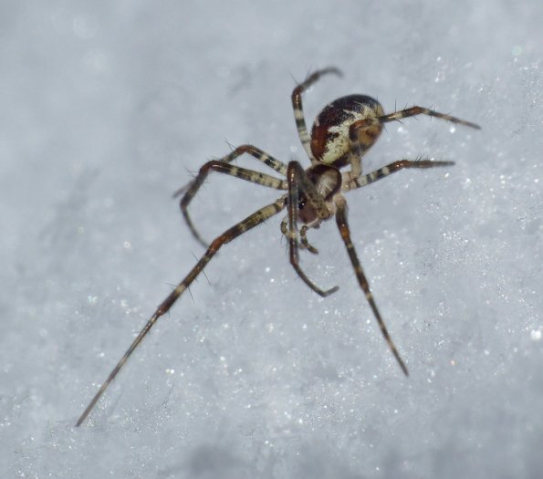 spider-1-on-snow