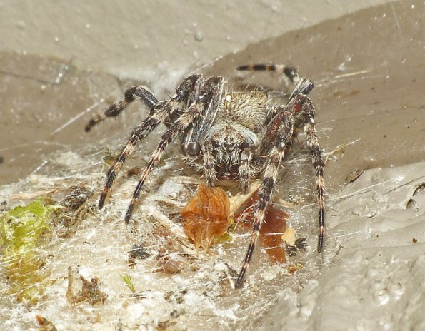 spider-eagle-beach-restroom