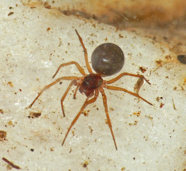 spider-found-underwater-from-juneau