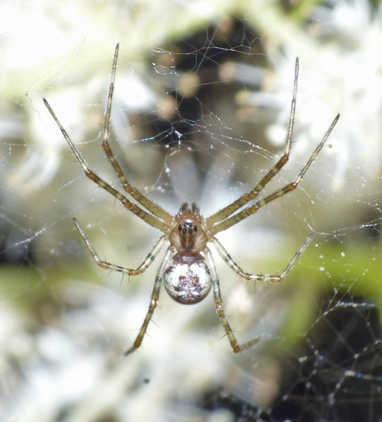 spider-manual-f8-1-4000-sec-flash