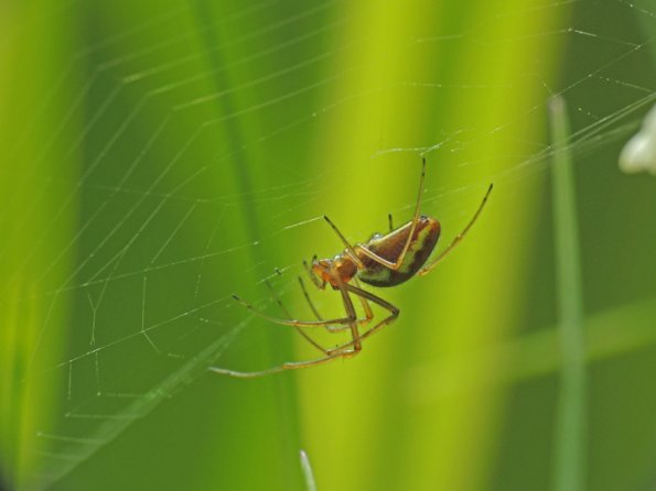 spider, no crop with raynox