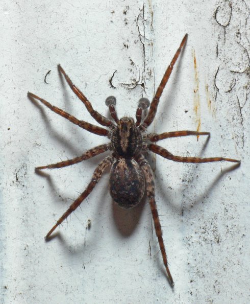 spider-on-back-porch-juneau