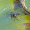 spider-on-pond-lily