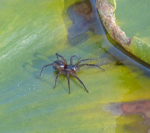 spider-on-pond-lily