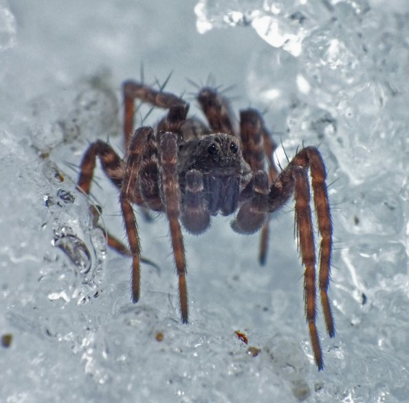 spider-on-snow-2