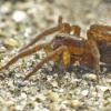 spider-on-the-beach-gustavus_1369066363