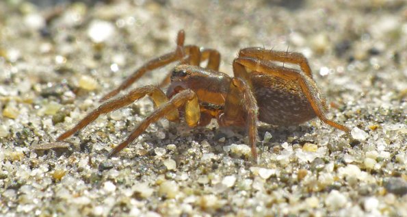 spider-on-the-beach-gustavus_1369066363