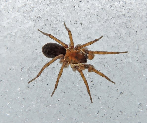 spider-on-the-snow