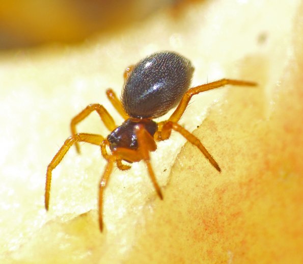 spider-tiny-on-sand-at-eagle-beach-juneau