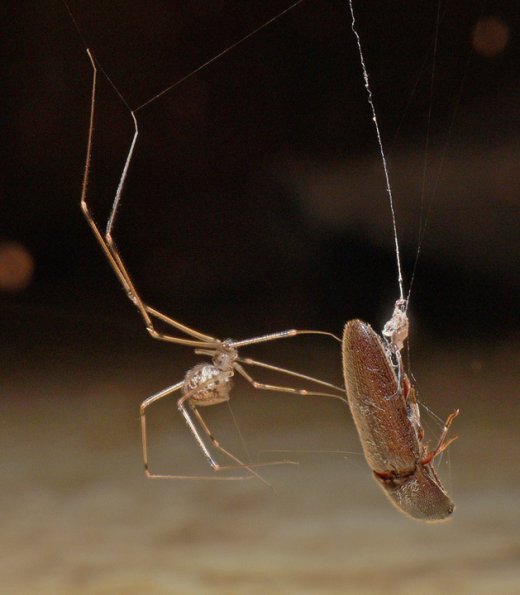 spider-with-beetle-hawaii-maui