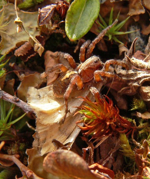 spider-with-moth-in-the-alpine
