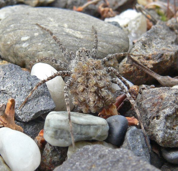 spider-with-young-on-back