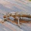 Stonefly-exuviae