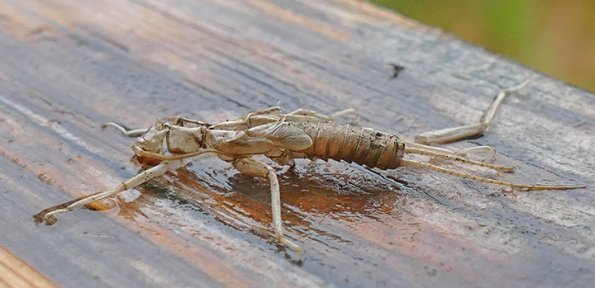 Stonefly-exuviae