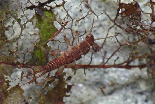 forestfly-on-shredded-leaf