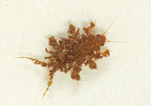 forestfly-visoka-cataractae-