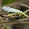 sallfy-adult-chloroperlidae-stonefly