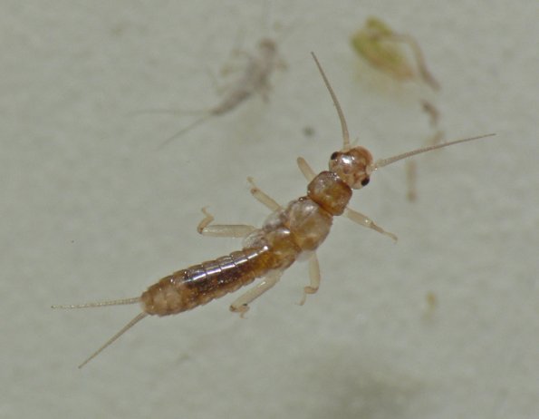 snowfly-larva-capniidae-