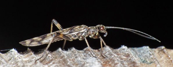 stonefly-March-16-2015-Juneau