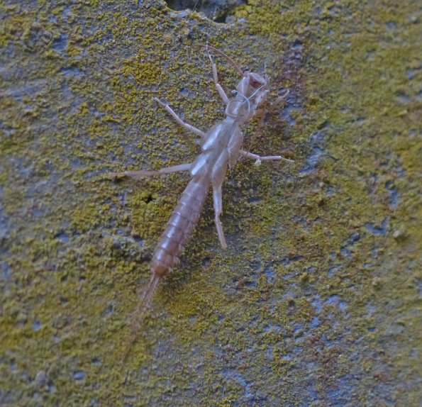 stonefly-Plecoptera-exuviae-2