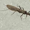 stonefly-on-snow-march-22-cowee-creek
