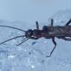 stonefly-on-the-snow