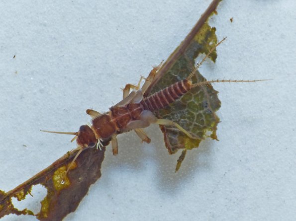 zapada-cinctipes-top-view