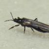 Insects