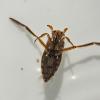 backswimmer-1-sitka-8-19-2012