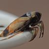 backswimmer-sitka-8-19-2012