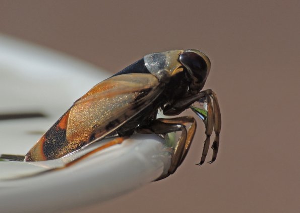 backswimmer-sitka-8-19-2012