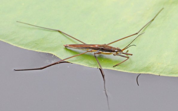 water-strider-adult