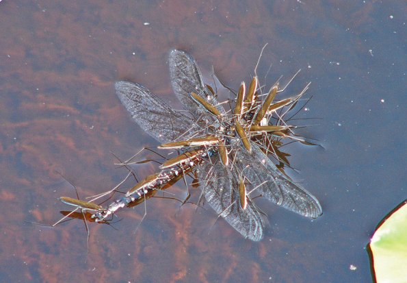 water-striders-feeding-on-dragonfly