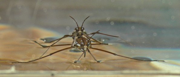 water-striders-mating