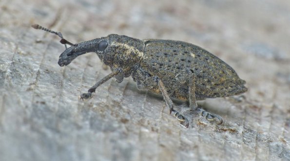 weevil-at-steep-creek-on-june-25-2013