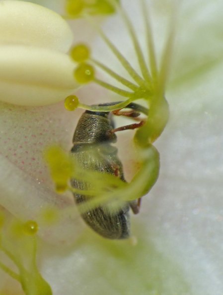 weevil-feeding-on-northern-grass-of-parnassus-fairbanks